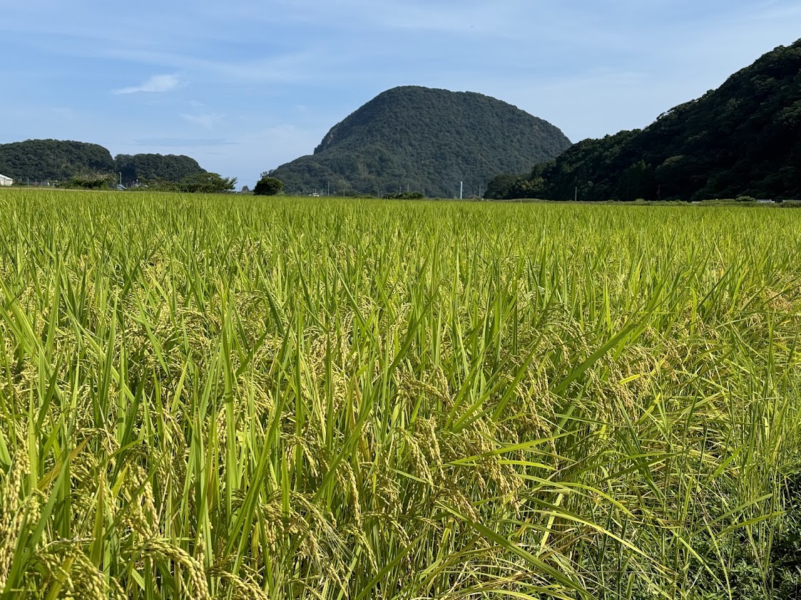 まもなく収穫を迎える佐津谷の田んぼ（8.21撮影）