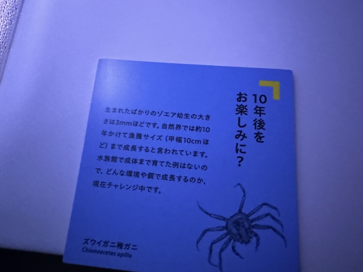 稚ガニの個水槽の案内文