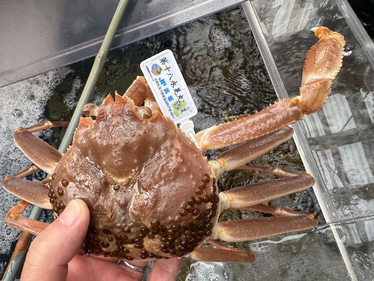 松葉ガニ初日「浜坂がに」