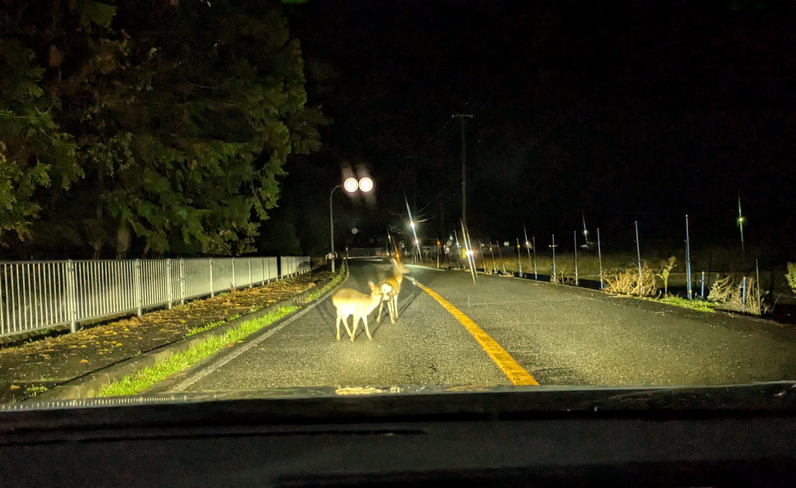 鹿が道路に出たまま動かない