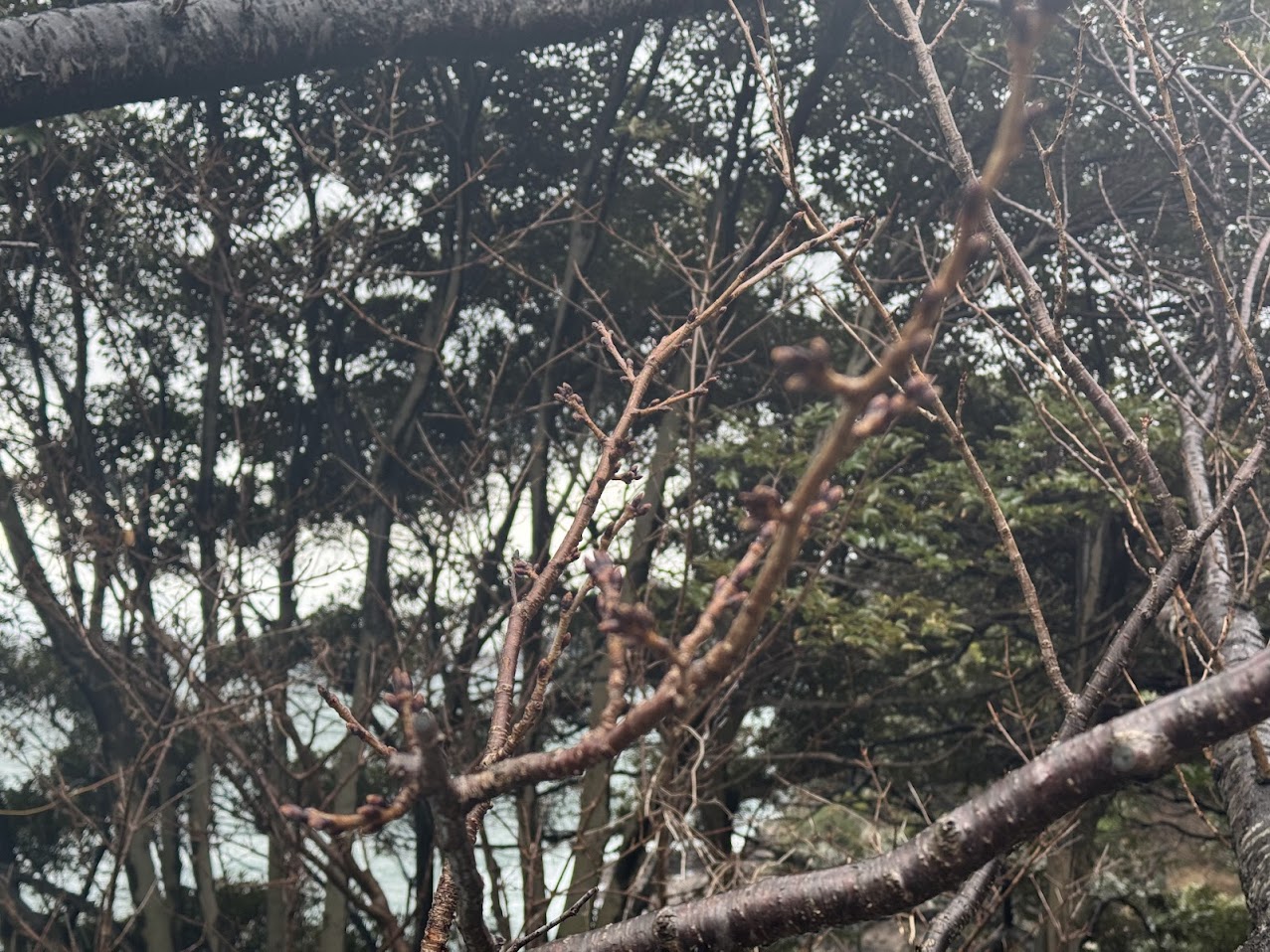 魚見台の桜の芽